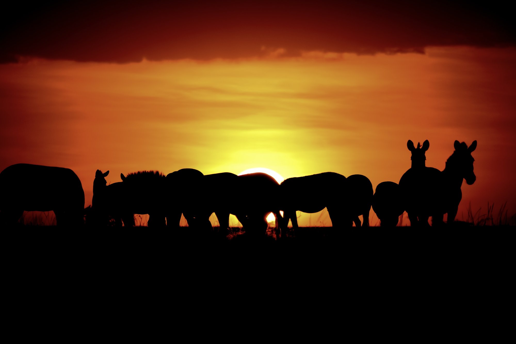 Savanna Sunrise