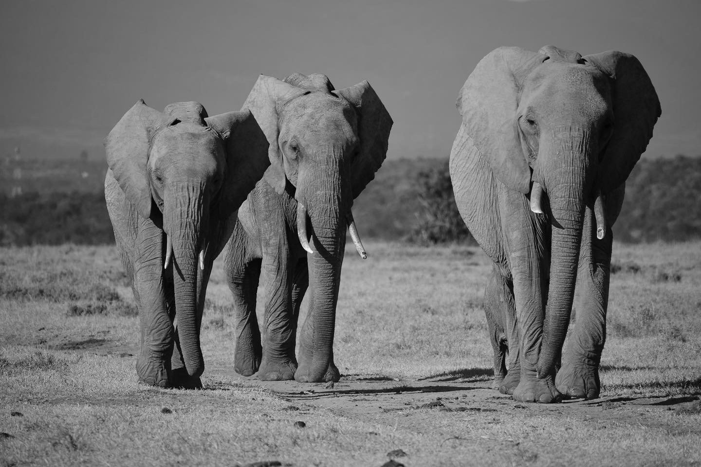 The Elders