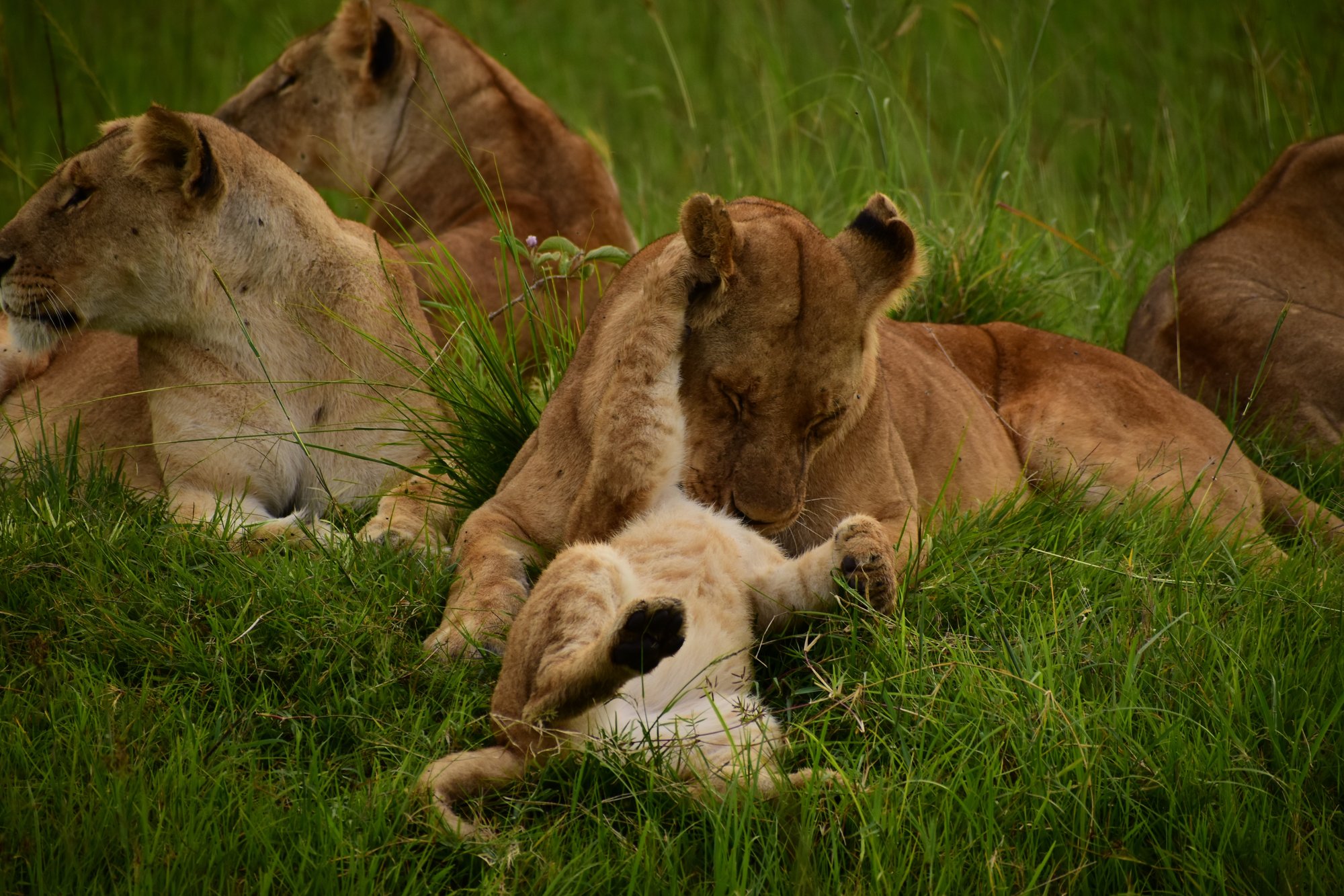 The Litter