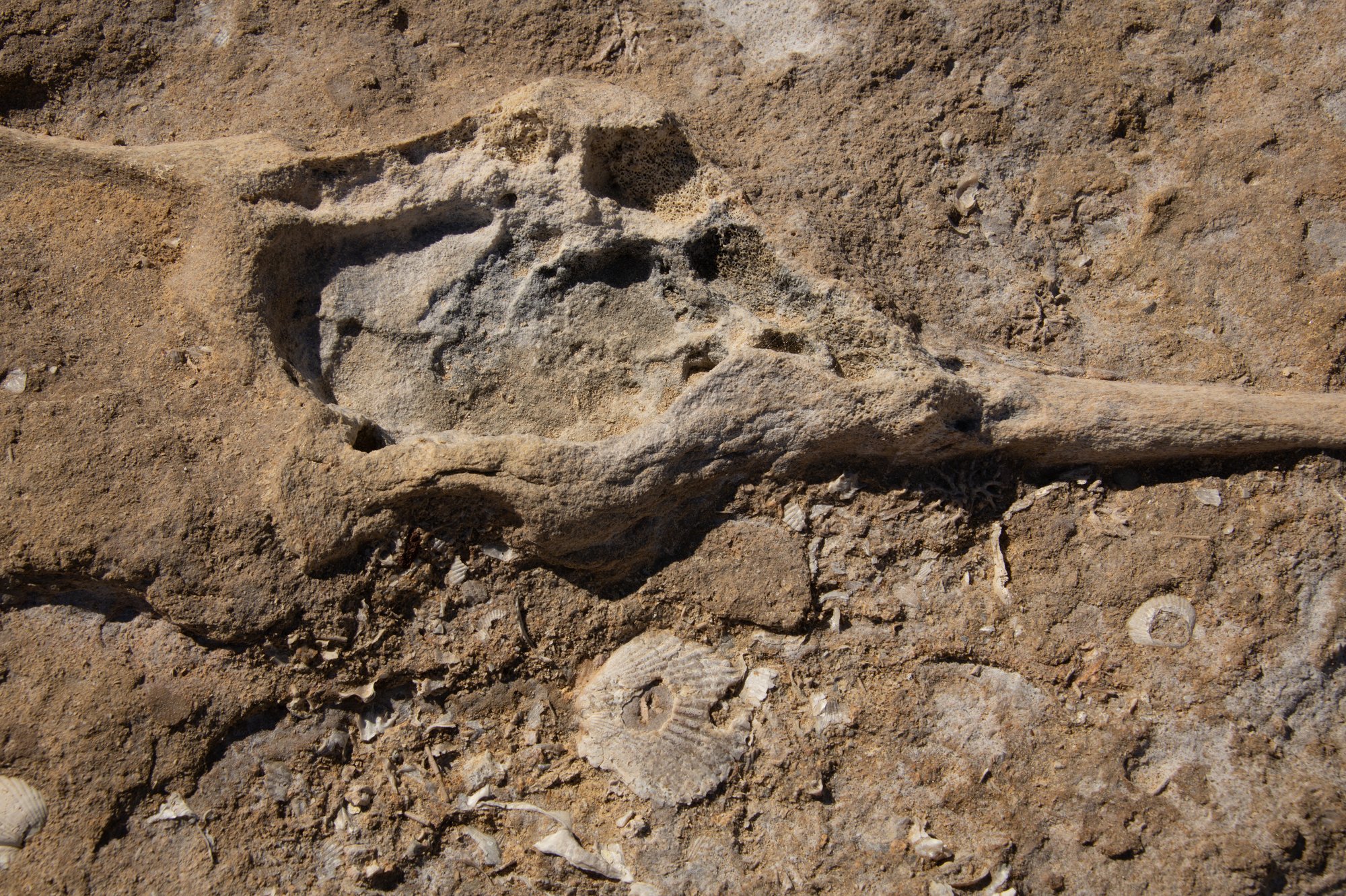 Whale Fossils
